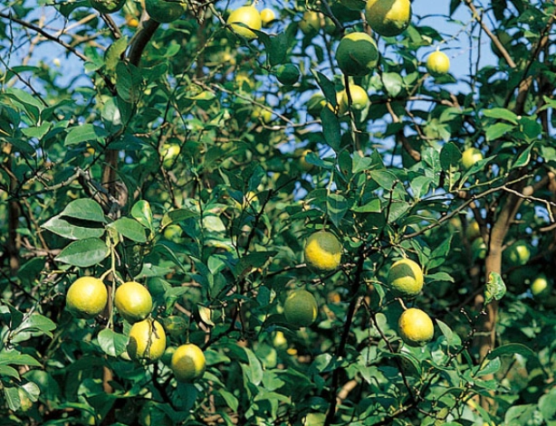 檸檬栽培方法