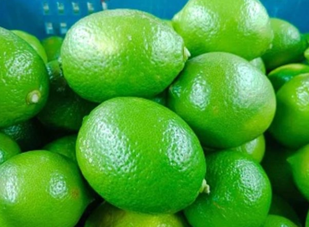 檸檬種子怎麼種