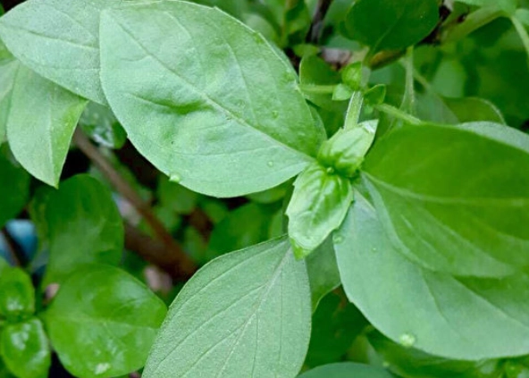 九層塔移栽步驟 九層塔移栽步驟