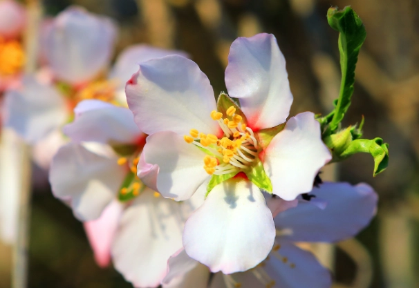 杏花樹開花 杏花樹開花
