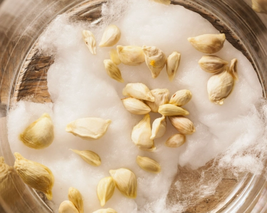 檸檬種子發芽方法