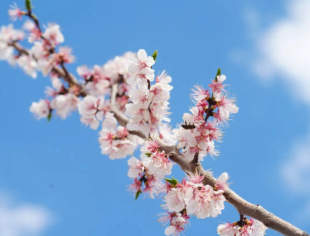 杏花樹種植 杏花樹種植
