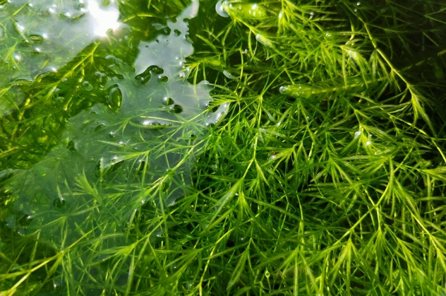 香港竹節草種植