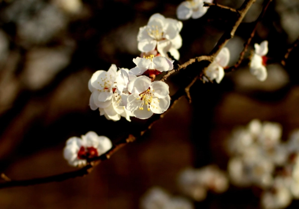 杏花樹照顧 杏花樹照顧