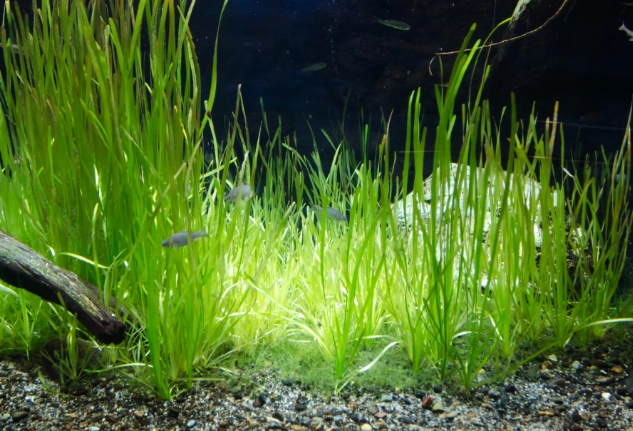 水草修剪方法 水草修剪方法