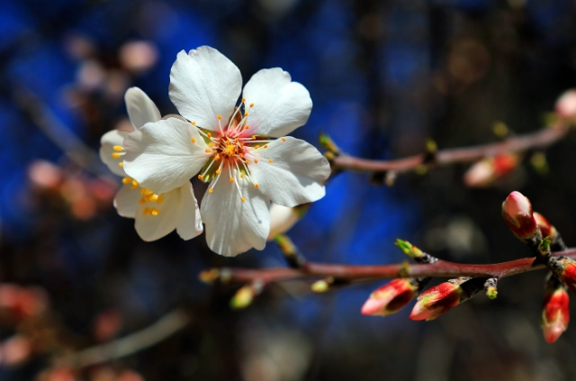 杏花樹種植 杏花樹種植