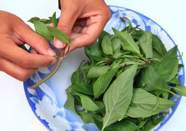 九層塔種植技巧 九層塔種植技巧