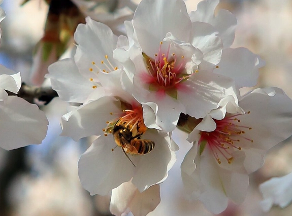 杏花樹開花 杏花樹開花