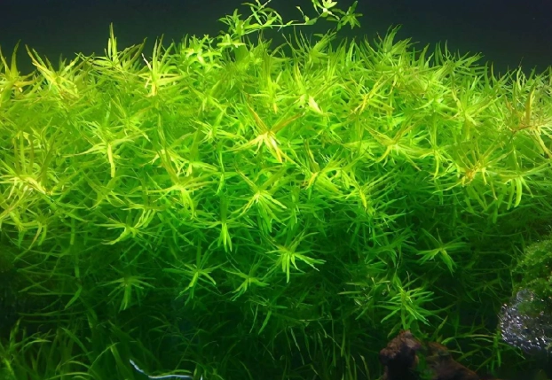 水草維護 水草維護