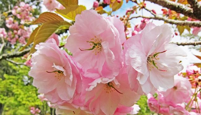 阿里山櫻花種類