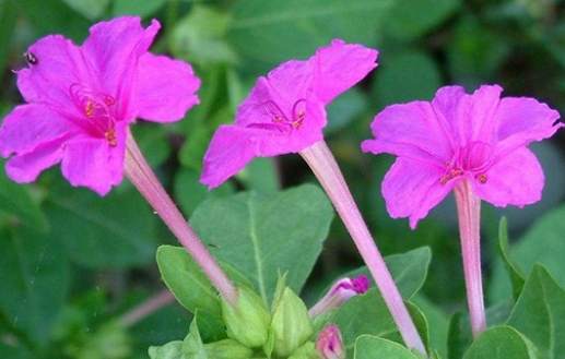 紫茉莉養護方法