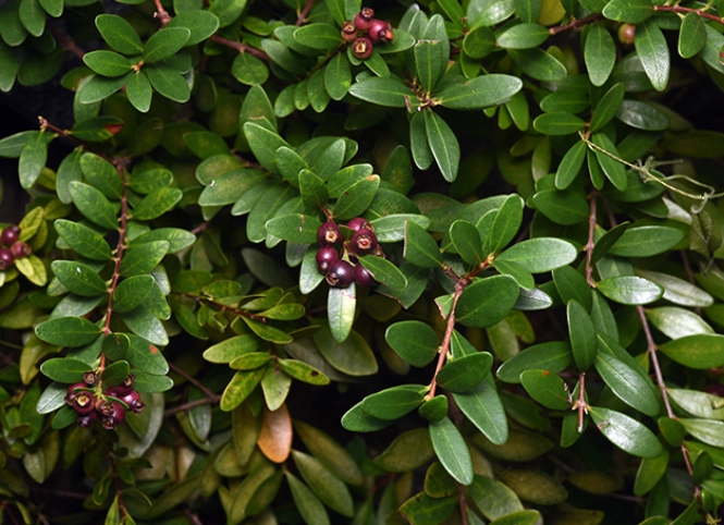 小葉赤楠澆水方法 小葉赤楠澆水方法