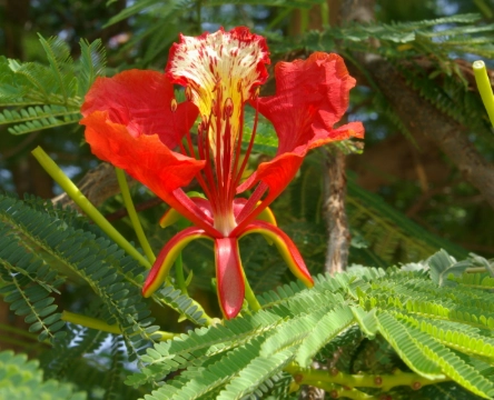 鳳凰花紅色原因 鳳凰花紅色原因
