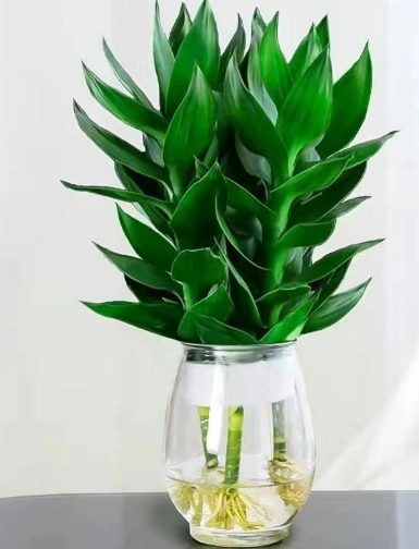 富貴竹風水 富貴竹風水