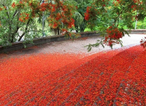 鳳凰花文化意涵 鳳凰花文化意涵