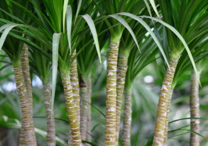 龍血樹開花條件