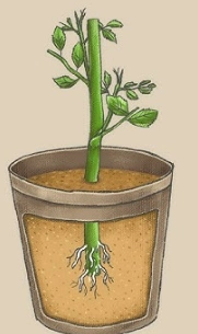 紅杏花養護 紅杏花養護