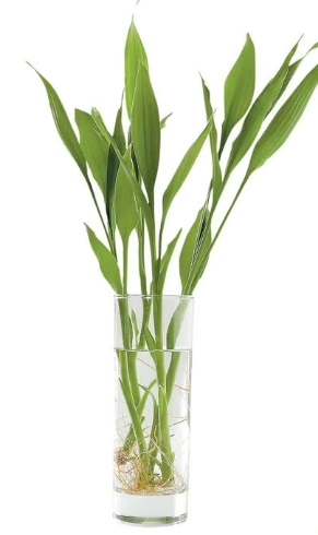 富貴竹風水 富貴竹風水