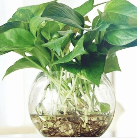 黃金葛水耕繁殖 黃金葛水耕繁殖