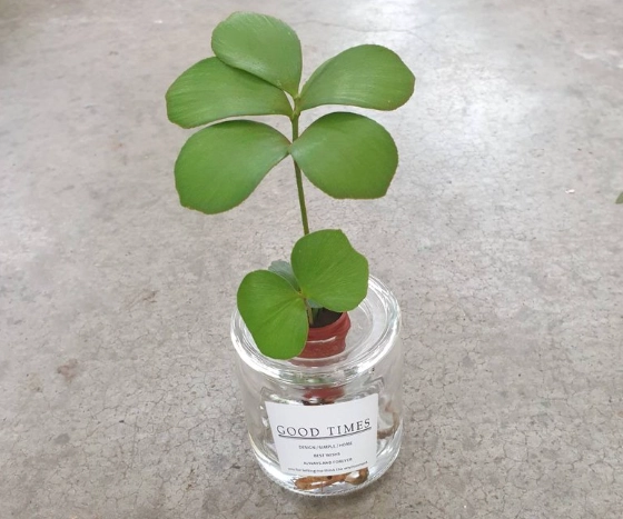 水耕巴西鐵樹方法 水耕巴西鐵樹方法