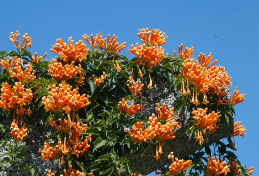 盆栽植物養護 盆栽植物養護