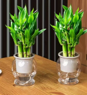 富貴竹照顧 富貴竹照顧