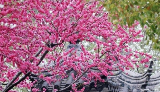紅杏花文化 紅杏花文化