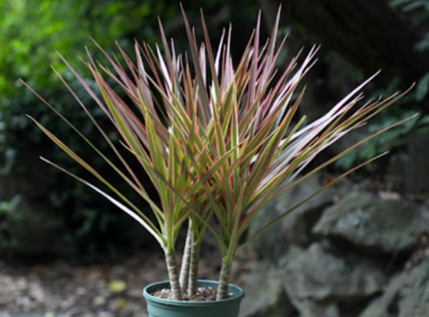 龍血樹生長週期 龍血樹生長週期