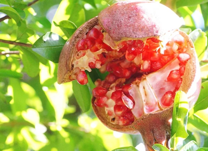 台灣果樹種植 台灣果樹種植