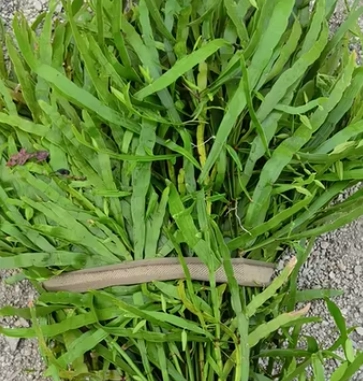 飛天蜈蚣草副作用 飛天蜈蚣草副作用