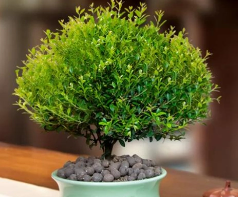 小葉赤楠病虫害