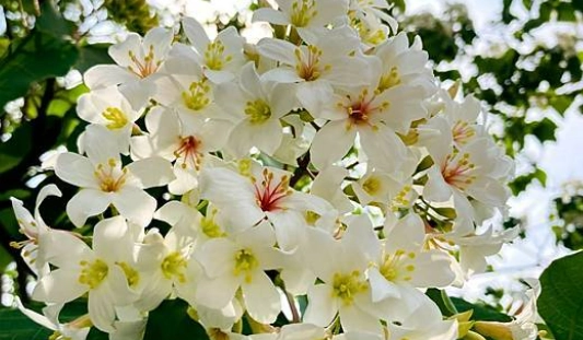 油桐花賞花地點