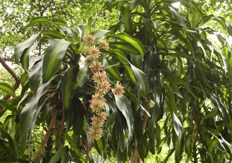 龍血樹養護 龍血樹養護