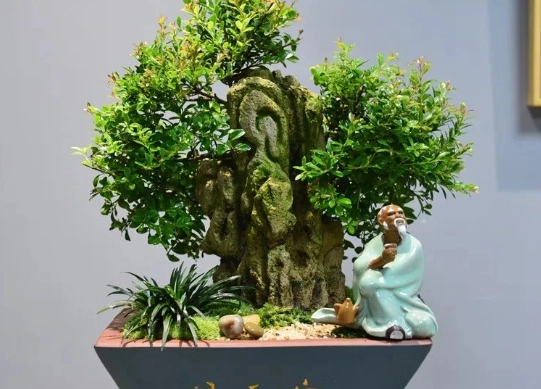 小葉赤楠澆水方法 小葉赤楠澆水方法