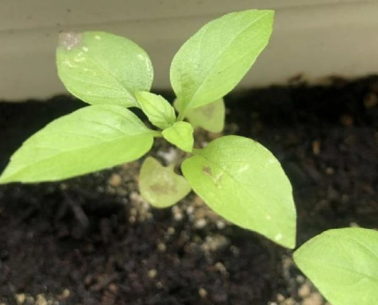 九層塔葉子變黃 九層塔葉子變黃