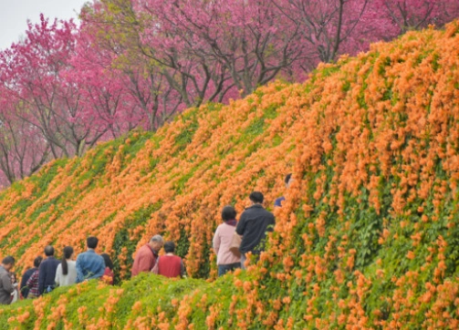 盆栽植物養護 盆栽植物養護
