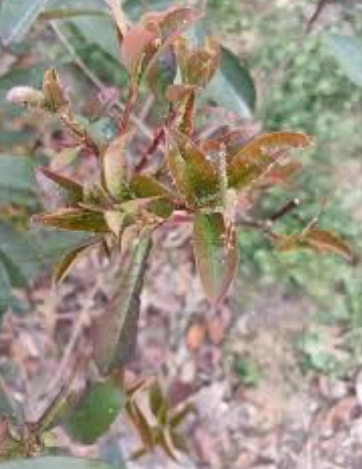 小葉赤楠養護問題