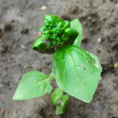 九層塔養護技巧 九層塔養護技巧