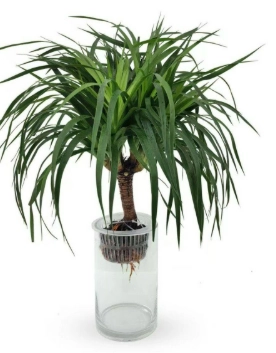 龍血樹水培方法