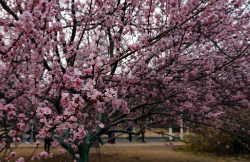 紅杏花種植 紅杏花種植