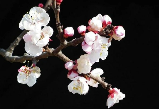 紅杏花養護 紅杏花養護