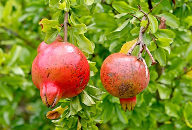 台灣果樹種植 台灣果樹種植