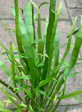 飛天蜈蚣草用法 飛天蜈蚣草用法