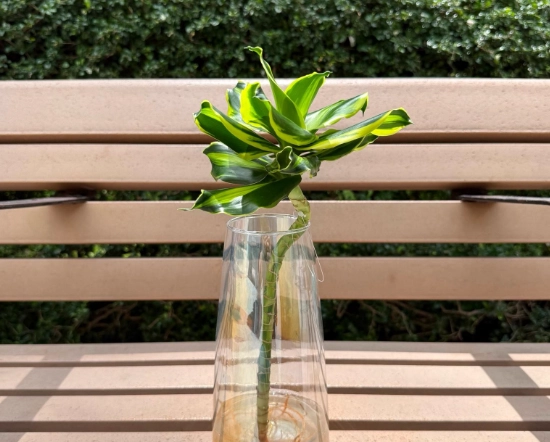 巴西鐵樹養護 巴西鐵樹養護