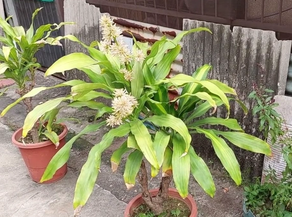 龍血樹開花條件