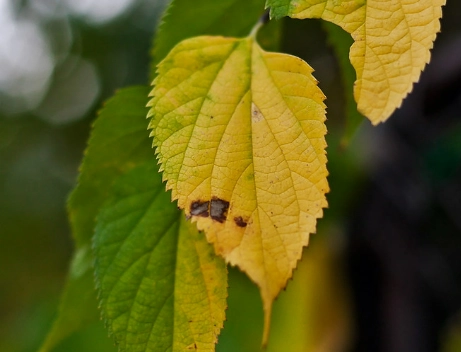 九層塔養護技巧 九層塔養護技巧