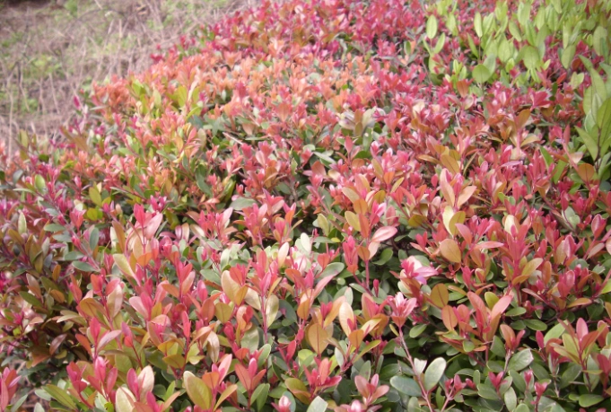 小葉赤楠澆水頻率 小葉赤楠澆水頻率