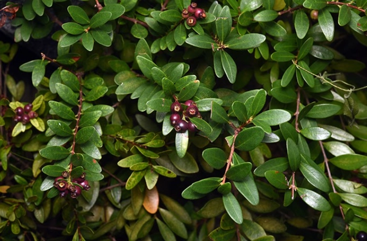 小葉赤楠澆水方法 小葉赤楠澆水方法