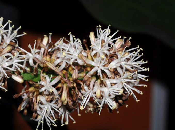 龍血樹養護 龍血樹養護