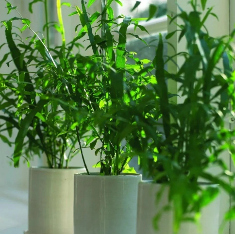 飛天蜈蚣草副作用 飛天蜈蚣草副作用